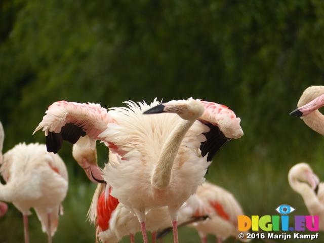 FZ029988 Greater flamingo (Phoenicopterus roseus)